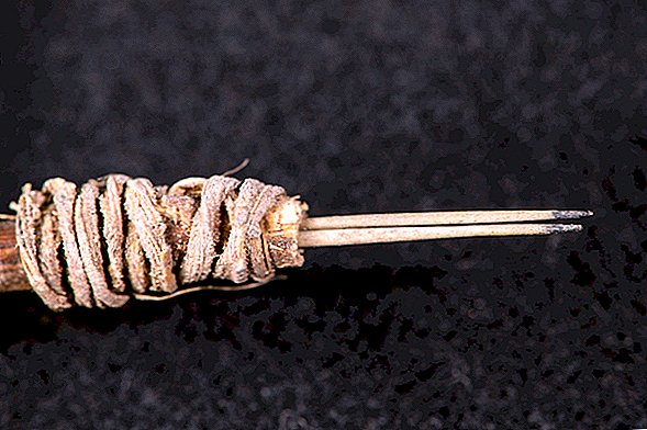 Prickly Pear Cactus Needles adalah alat tatu yang paling tua di barat Amerika Utara