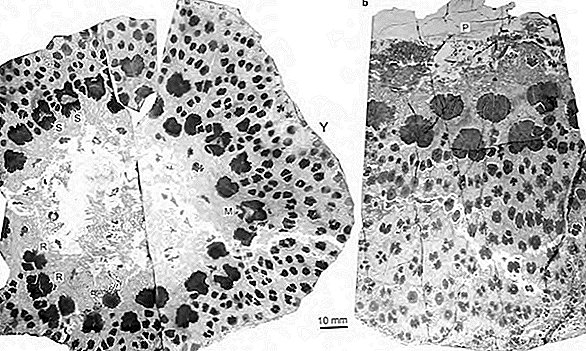 Oerfossielen van de eerste bomen van de aarde onthullen hun bizarre structuur