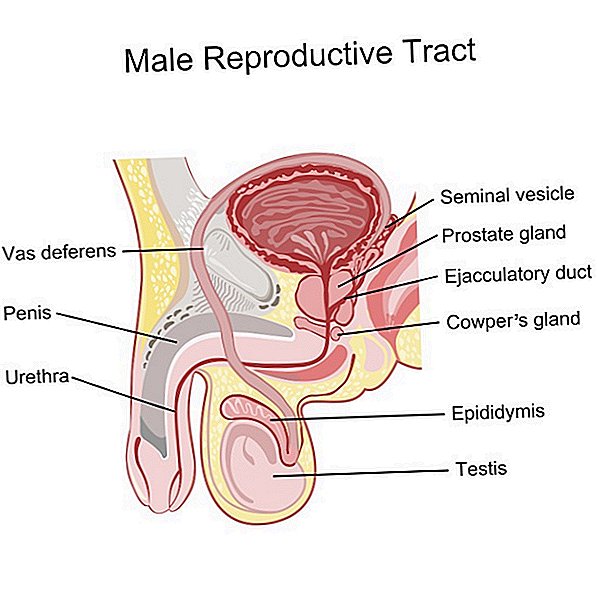 Cáncer de próstata: causas, síntomas y tratamiento