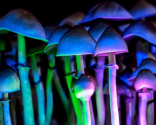 Psilocibina: o ingrediente mágico em cogumelos psicodélicos