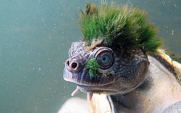 Tartaruga punk-rock tem 'cabelos verdes', provavelmente morrerá sozinha