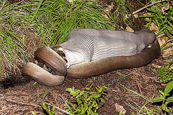 Python Swallows Crocodile Whole. El fotógrafo captura hasta el final, Grisly 'Bite'.