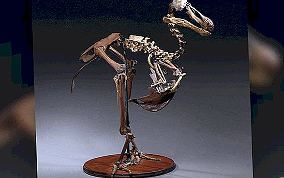 Zeldzaam Dodo-skelet kan op veiling meer dan $ 700.000 opleveren