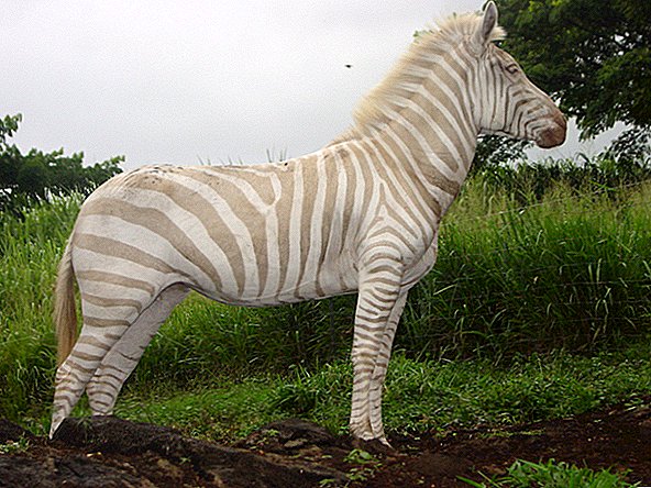 Zebra listrada em branco e marrom rara morre no rancho havaiano