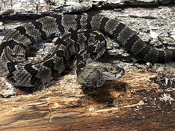 Рідкісна, двоголова гримуча змія отримала назву "Подвійний Дейв", врятована від певної суми в Нью-Джерсі
