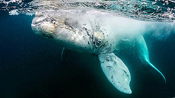 Pie Meksikas krastiem ir filmēts retais baltais valis