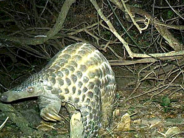 Zelden Glimpsed Scaly Pangolins Caught Hugging Trees in the Dark