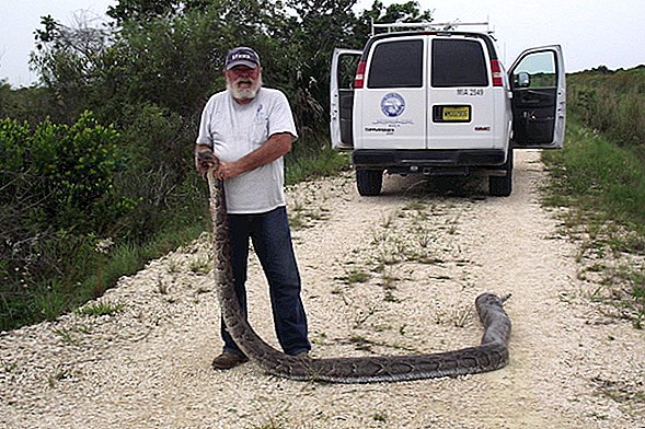 Gefräßige 14-Fuß-Python mit 3 Hirschen im Darm gefangen