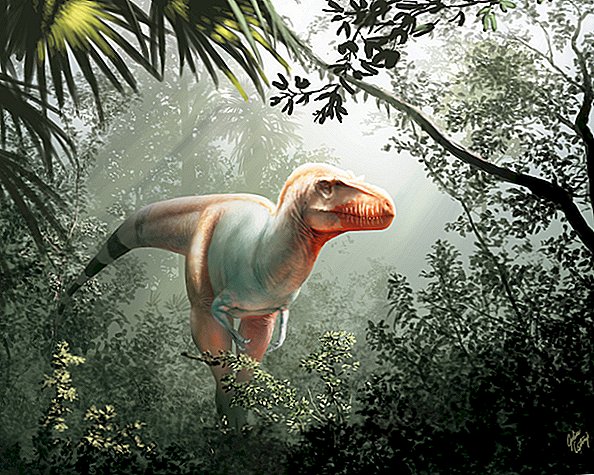 'Ceifador da morte', descoberto primo de T. rex, descoberto no Canadá