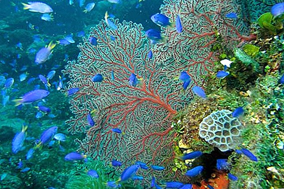 طفيليات الشعاب المرجانية: المفترس أو كبش الفداء