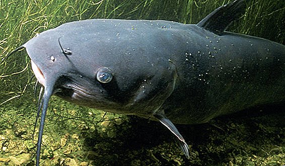 بكرة كبيرة: سمك السلور 112 جنيه اشتعلت في ولاية كارولينا الشمالية
