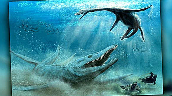 Restos de un masivo 'Monstruo marino' jurásico encontrado en un maizal polaco