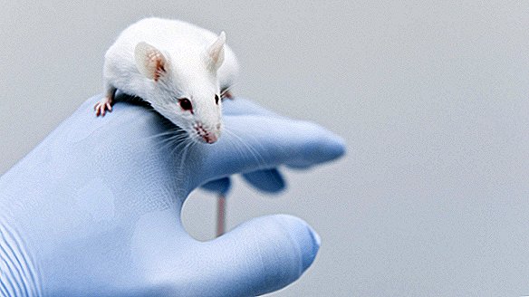 Pesquisadores aceleram a vacina contra o coronavírus pulando primeiro os principais testes em animais