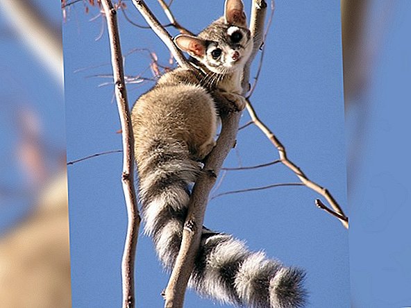 Ringtail Cats: fotos del 'animal más lindo de América del Norte'