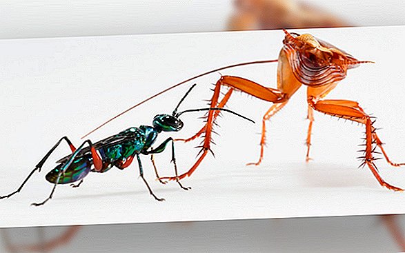 Kakerlaken treten Wespen in den Kopf, um nicht Zombies zu werden