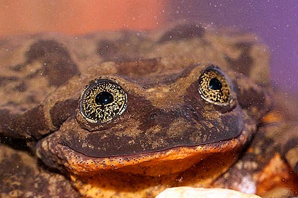 Romeo the Water Frog har äntligen hittat sin juliet - och deras kärlek kan bara rädda hans arter