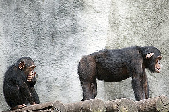 Rumpferkennung: Schimpansen erinnern sich an Hintern wie Gesichter