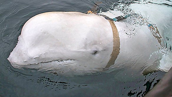 Los rusos probablemente usaron esta ballena beluga como espía. Este es el por qué.