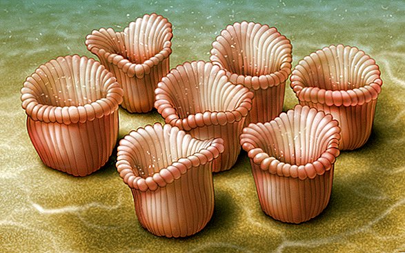 Pusę milijardo metų jūros gniūžtose „vakarienės vakarėliuose“ vyko į maišus panašūs padarai