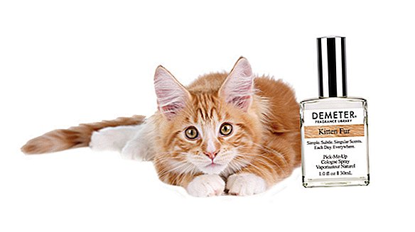 Parfum de chaton: le parfumeur lance le parfum «fourrure de chaton»