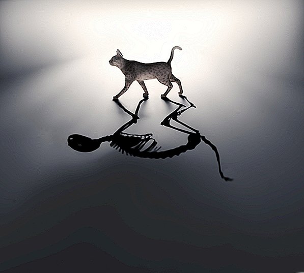 Le chat de Schrödinger: l'animal préféré et méconnu de la mécanique quantique
