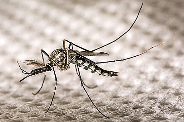 과학자들은 유전자 변형 된 모기 실험이 끔찍하게 잘못되었는지에 대해 합의 할 수 없다