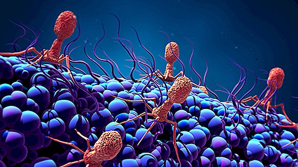 Vedci objavujú najväčší vírus jesť baktérie. Rozmazáva hranicu medzi bývaním a neživou.