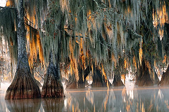 Oamenii de știință au descoperit un copac de 2.624 de ani într-o mlaștină din Carolina de Nord. Schimbările climatice ar putea să o omoare.
