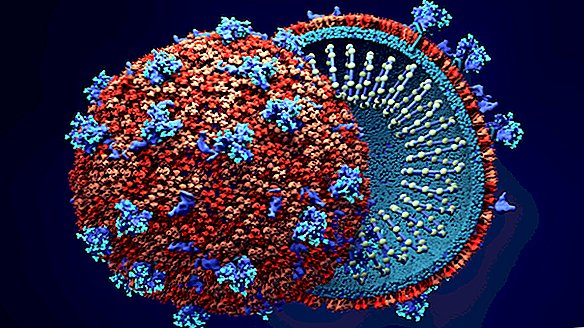 Ученые выясняют, как новый коронавирус распадается на клетки человека