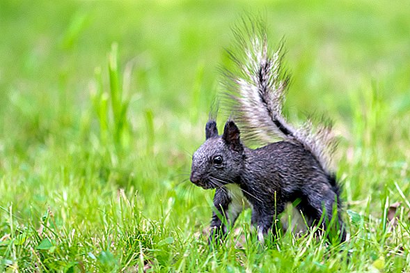 Wissenschaftler finden heraus, warum es überall in den USA schwarze Eichhörnchen gibt