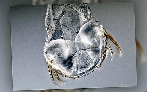 Les scientifiques résolvent enfin le mystère de Tiny, la tête et le corps `` incompatibles '' de l'ancien ver