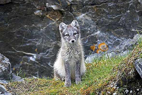 Znanstvenici 'Thunderstruck' dok Arctic Fox čini zapanjujućih 2.100 milja za samo 76 dana