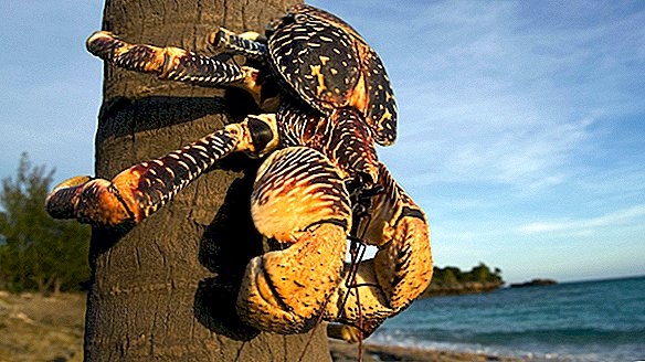 Crabii „monștri” care mănâncă păsări de mare sunt discutați în timpul sexului