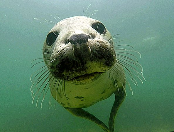 Seal viene sorpreso a battere le mani sott'acqua ... e gli scienziati escono di scena
