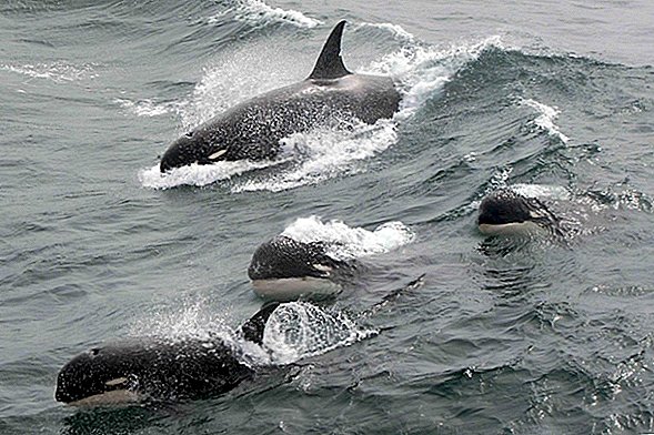 Grupo secreto de orcas descubiertas en el Océano Austral