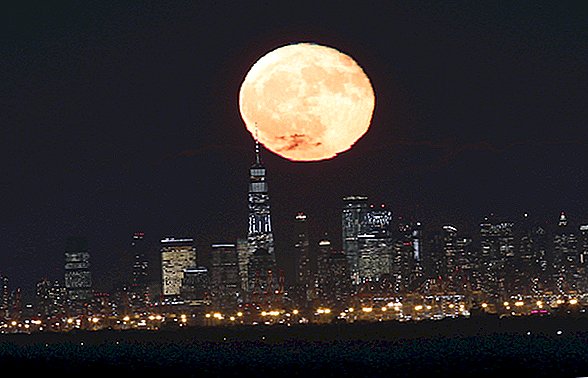 Skaties Pilns mednieka mēness spīd spoži šovakar