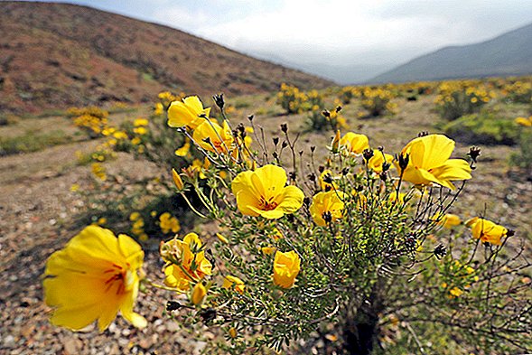 Se världens torraste öken täckt av vilda blommor