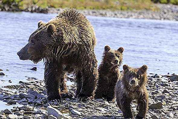 Glasuje v senatu za dovoljenje za lov na medvede Grizzlyja na Aljaski