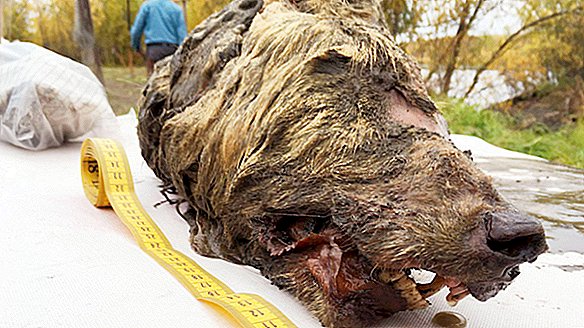 Cabeza cortada de un lobo gigante de 40,000 años descubierto en Rusia