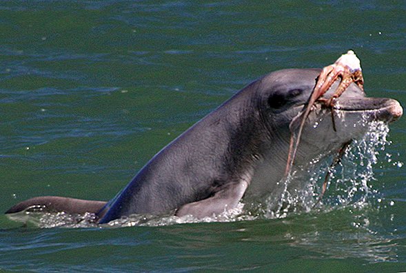 Vor dem Genuss gut schütteln: Dolphins 'Tenderize' Octopus Prey