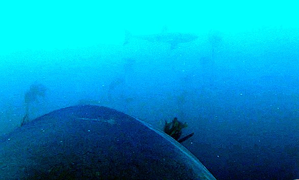 A Shark's Eye-View videó rögzíti az Epic Seal Chase-t a Kelp Forest-en keresztül
