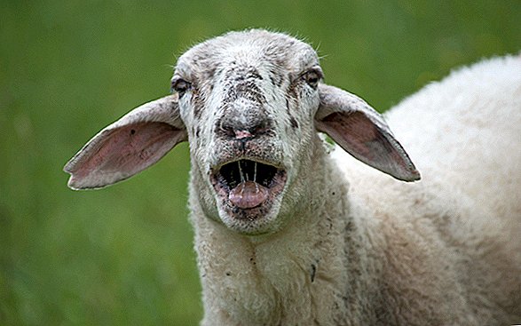 Schafe sind nicht in der Lage, Gesichter zu erkennen (aber Menschen sind besser)