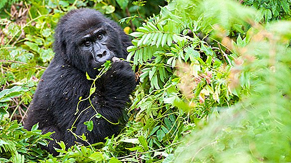 Raio único mata 4 gorilas da montanha em perigo