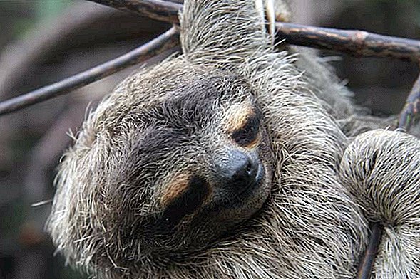 Preguiças: Os mamíferos mais lentos do mundo