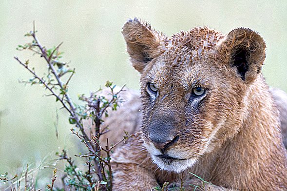 Malý terrapin překonává mladého lva v divokém videu
