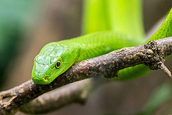 Solution de serpent: un venin dangereux pourrait lutter contre les maladies rénales