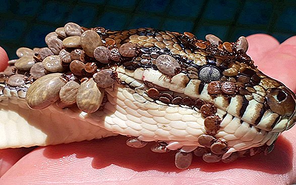 So viele Zecken schlemmten auf dieser unglücklichen Python, sie sahen aus wie lebende Schuppen