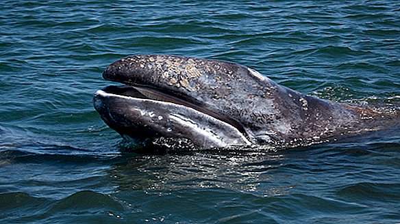 Соларне олује могу узроковати да се сиви китови изгубе