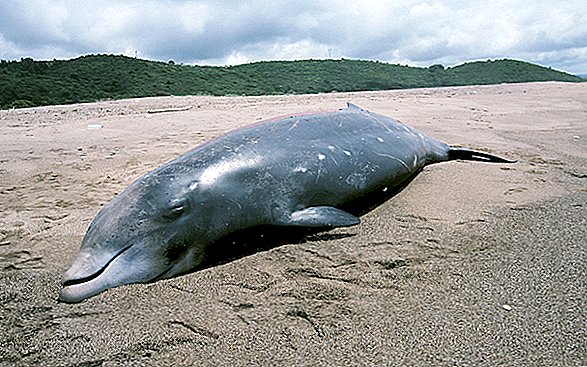 السونار يمكن أن تخيف الحيتان حتى الموت ، وجدت الدراسة