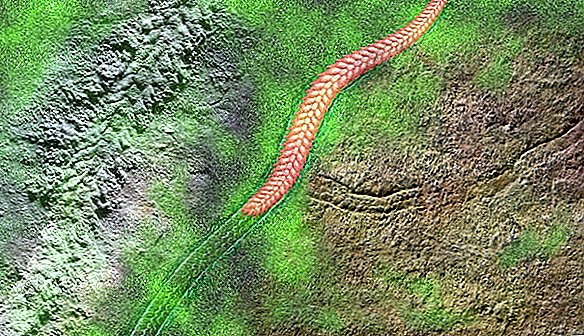 A antiga 'marcha da morte' do verme pontudo pode ser a mais antiga jornada de animais conhecidos na Terra